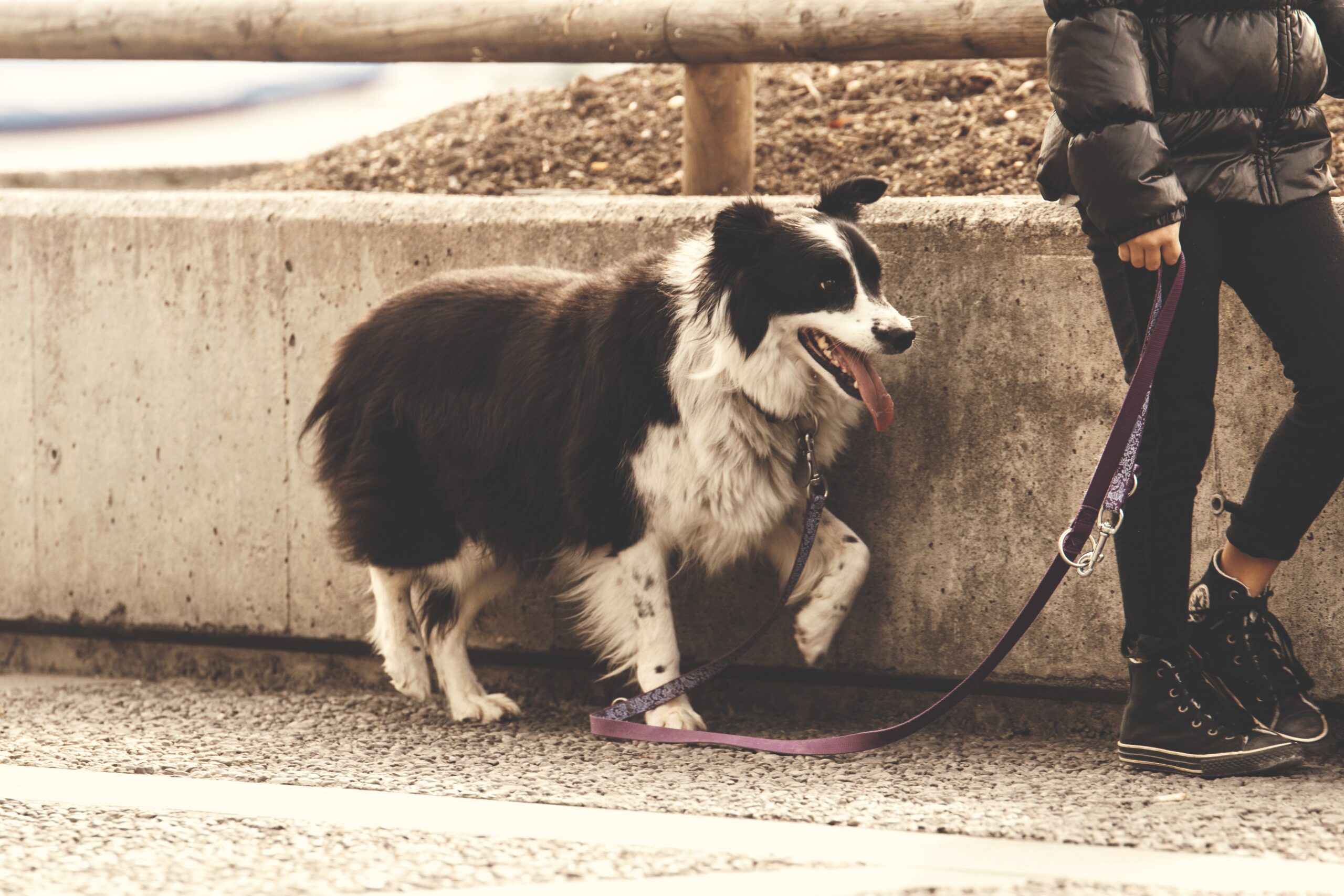 Dog Walking