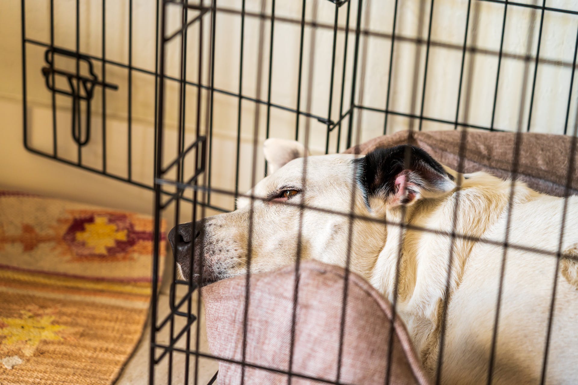 Puppy in a Crate