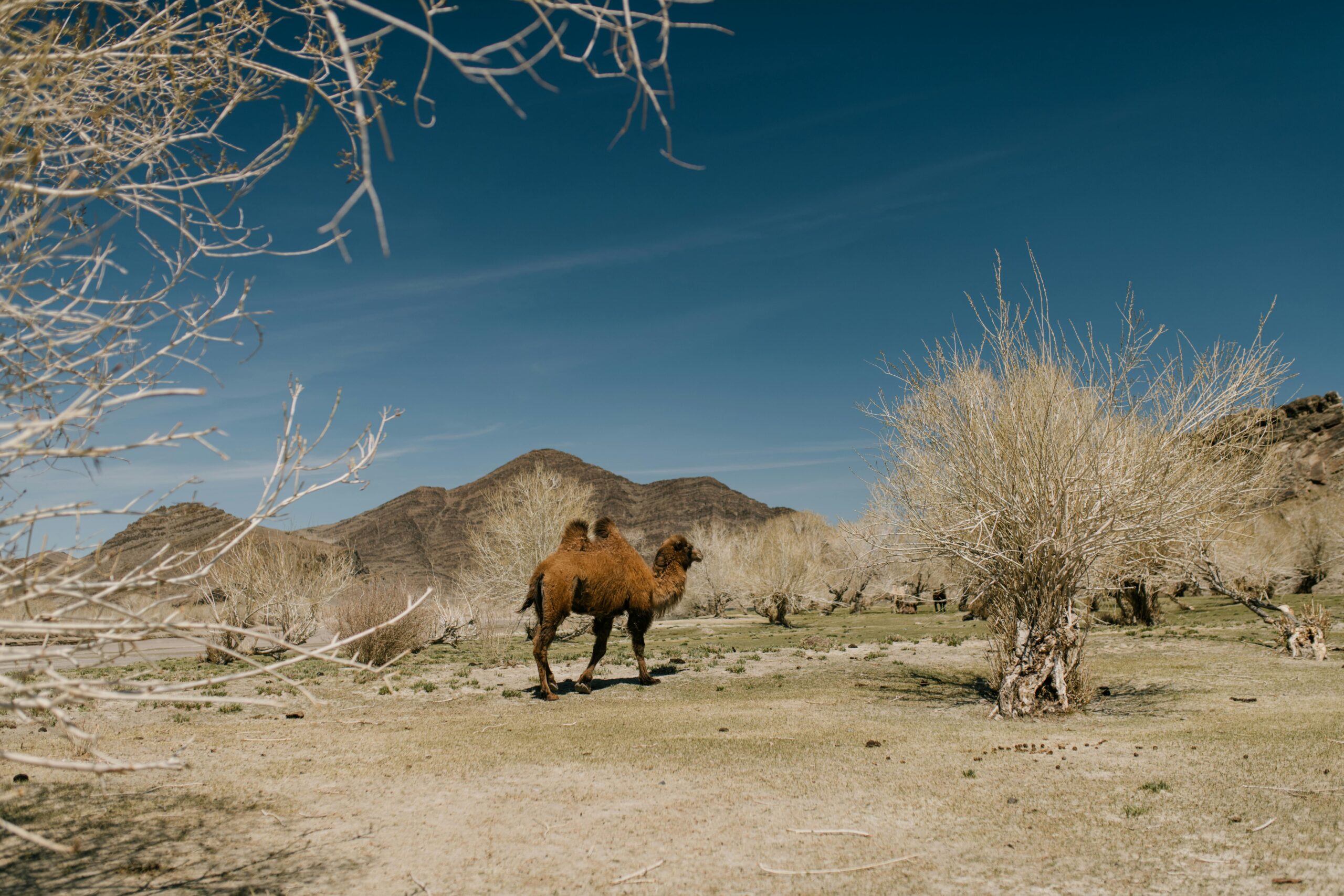 Camel in Desert